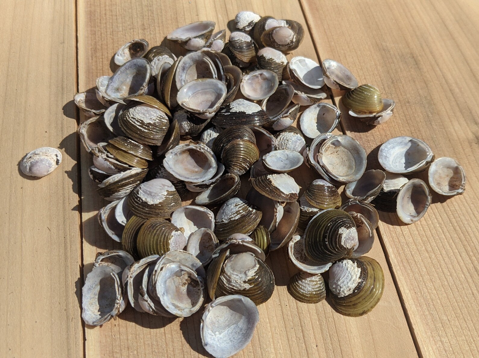 Freshwater mussel shells Etsy
