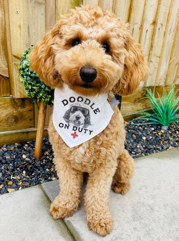Labradoodle Dog Swimming Dog Bandana Dogs Gifted Personal Dogs