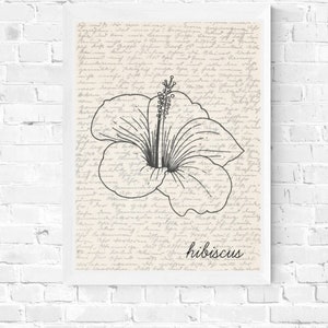 Puede incluir: Dibujo lineal en blanco y negro enmarcado de una flor de hibisco. La obra de arte est&aacute; sobre un fondo de escritura vintage y la palabra "hibiscus" est&aacute; escrita en cursiva. El marco es blanco.
