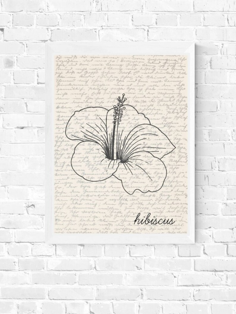 Puede incluir: Dibujo lineal en blanco y negro enmarcado de una flor de hibisco. La obra de arte est&aacute; sobre un fondo de escritura vintage y la palabra "hibiscus" est&aacute; escrita en cursiva. El marco es blanco.