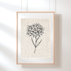 Arte de parede doce William | Impressão de flores silvestres | doce William Pôster | Ilustração de flor | Esboço | Arte Floral Digital | Impressão floral de arte de parede