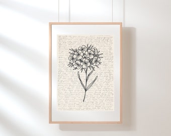 Sweet William Wall Art / Impresión de flores silvestres / Cartel de Sweet William / Ilustración de flores / Boceto / Arte floral digital / Impresión de arte de pared floral