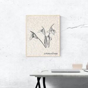 K&ouml;nnte beinhalten: Eine Schwarzwei&szlig;illustration einer Schneegl&ouml;ckchenblume auf cremefarbenem Hintergrund mit dem Wort "snowdrop" unter der Blume.