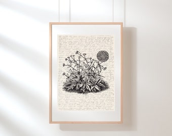 May include: Black and white botanical illustration of a flower with leaves and stems on a background of handwritten text.