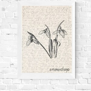 K&ouml;nnte beinhalten: Eine Schwarzwei&szlig;illustration von Schneegl&ouml;ckchen auf einem Vintage-Hintergrund mit dem Wort "snowdrop" unter dem Bild.