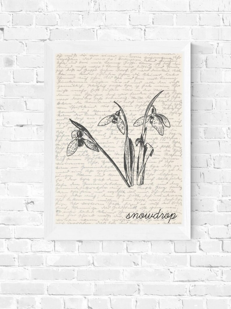 K&ouml;nnte beinhalten: Eine Schwarzwei&szlig;illustration von Schneegl&ouml;ckchen auf einem Vintage-Hintergrund mit dem Wort "snowdrop" unter dem Bild.