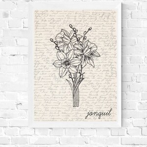 May include: A black and white line drawing of a bouquet of jonquils on a vintage background with handwritten text. The text at the bottom of the image reads "jonquil".