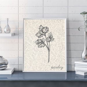 Sztuka ścienna z pietruszką | Sztuka ścienna z ziołami | Plakat z pietruszką | Wydruk z pietruszką | Ilustracja z pietruszką | Szkic | Cyfrowy szkic z pietruszką Sztuka ścienna do kuchni