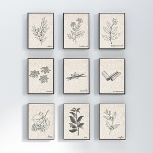 Spice & Food Bundle | Anise, Cinnamon, Coffee, Tea, Hops, Vanilla, Olive, Peppermint, Mustard Sketch Printables | Kitchen Food Printable Art