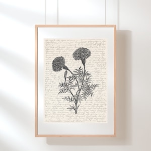 Könnte beinhalten: Schwarz-weiß botanische Illustration von Ringelblumen auf einem Hintergrund aus handschriftlichem Text.