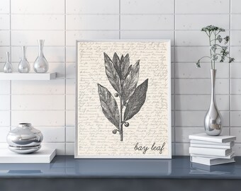 May include: A black and white illustration of a bay leaf branch on a cream background with handwritten text. The text at the bottom of the image reads "bay leaf".