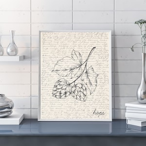 Hops Wall Art | Beer Wall Art | Hops Poster | Hops Print | Hops Illustration | Sketch | Digital Hops Wall Art Print | Kitchen Hops Beer Art