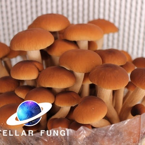 Pioppino (Agrocybe aegerita) Liquid Culture 10ml Syringe