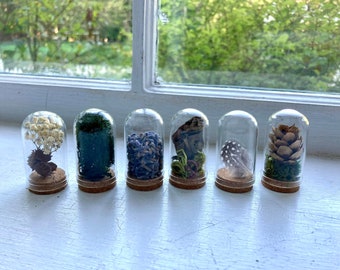 Curio Collection ︳Mini Series ︳Mystery Box Set of 3 ︳Green Academia Home Decor ︳Unique Gifts ︳Botany Inspired Gifts Under 20 ︳Decorated Gift