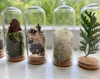 Curio Collection ︳Mystery Box Set of 3 ︳Green Academia Home Decor ︳Unique Gifts ︳Botany Inspired Gifts Under 20 ︳Decorated and Wrapped Gifts