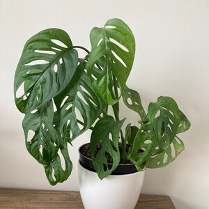 Monstera Adansonii