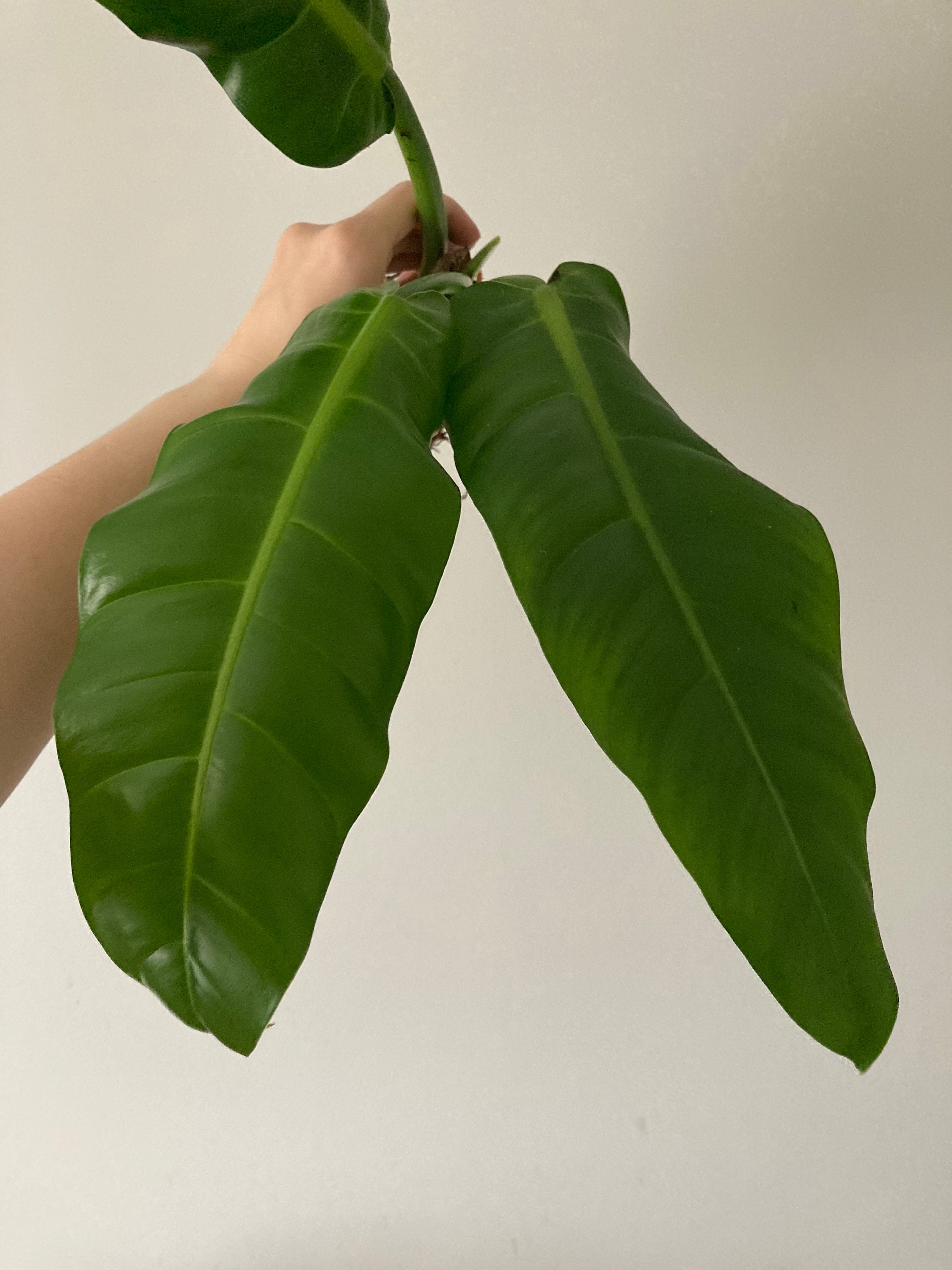 Philodendron Parvilobum - Etsy India