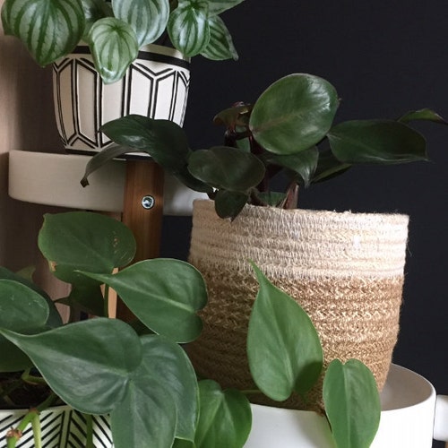 Philodendron Parvilobum - Etsy India