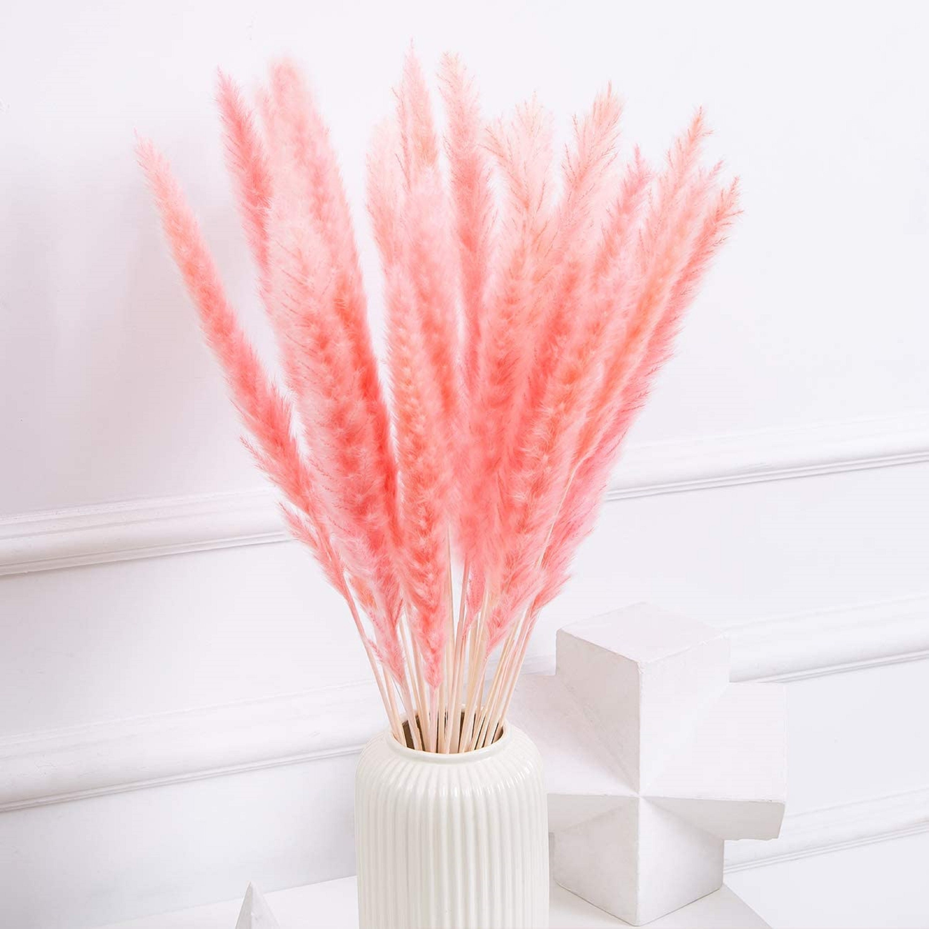 Dried White Pampas Grass 30 PcsPacked Alone Natural Home Etsy