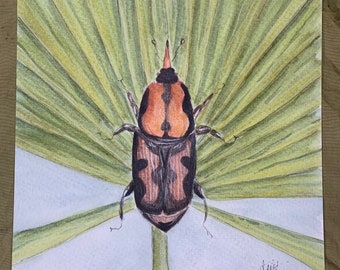 Palmetto Weevil Wall Art Print | Weevil Beetle  Insect Illustration |  Scientific Nature Illustration | Dark Academia Gothic Nature Art