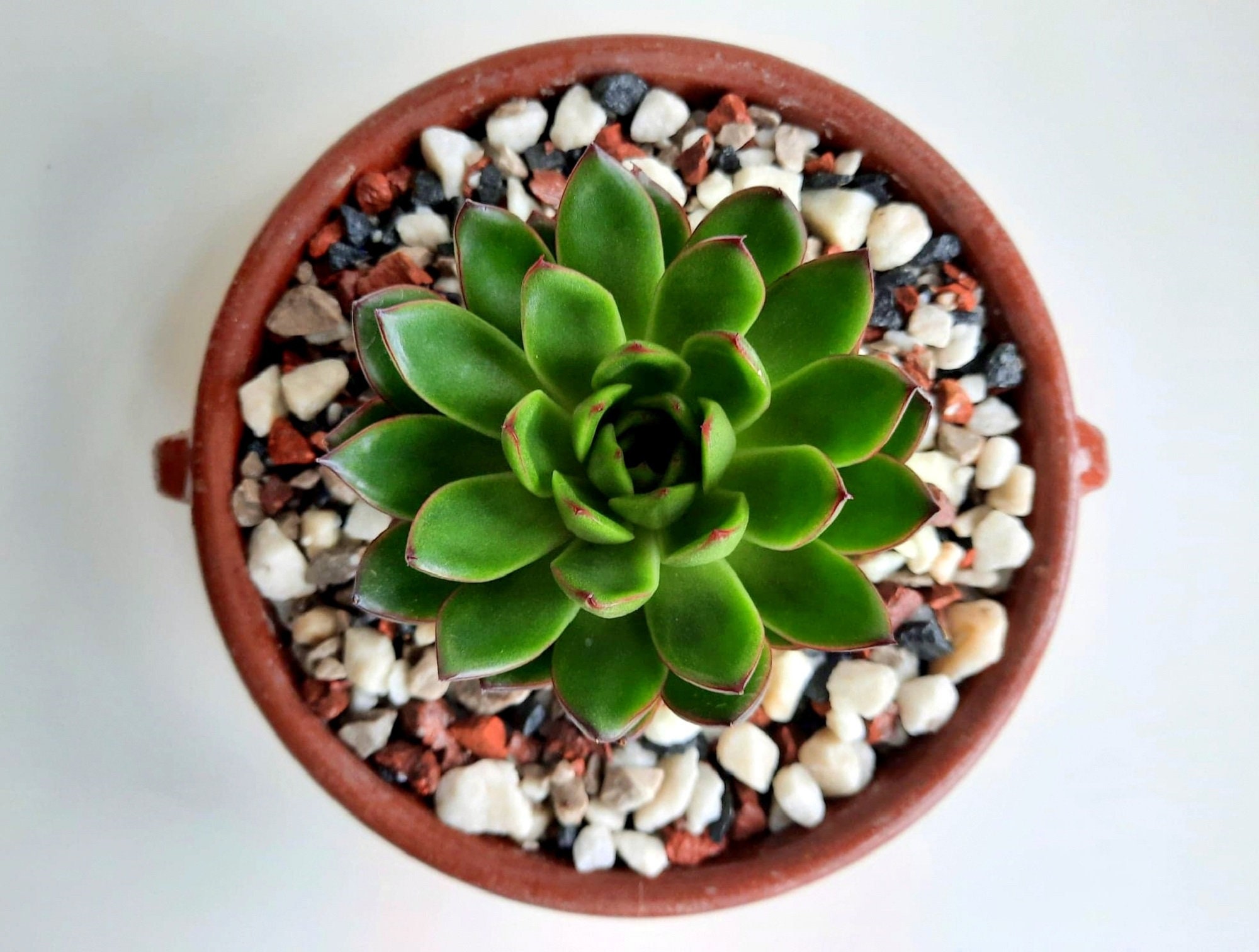 Decorative Stones. Pebbles & Chippings. Marble Pot Topper Etsy