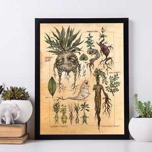 Gallery Mandragora Wall Art. Modern Home Decor Art. Botanical Print On Canvas.