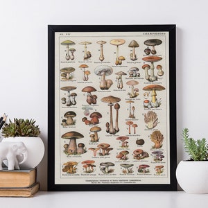 Botanical Print. Gallery Mushrooms Wall Art. Modern Home Decor Art.