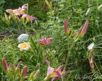 Jardín de flores