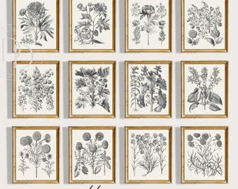 Set von 12 Botanischen Kunstdrucken Vintage Wall Art Gallery Schwarzweiße Blumenillustrationen Antike botanische Wanddekoration druckbare Kunst 251006