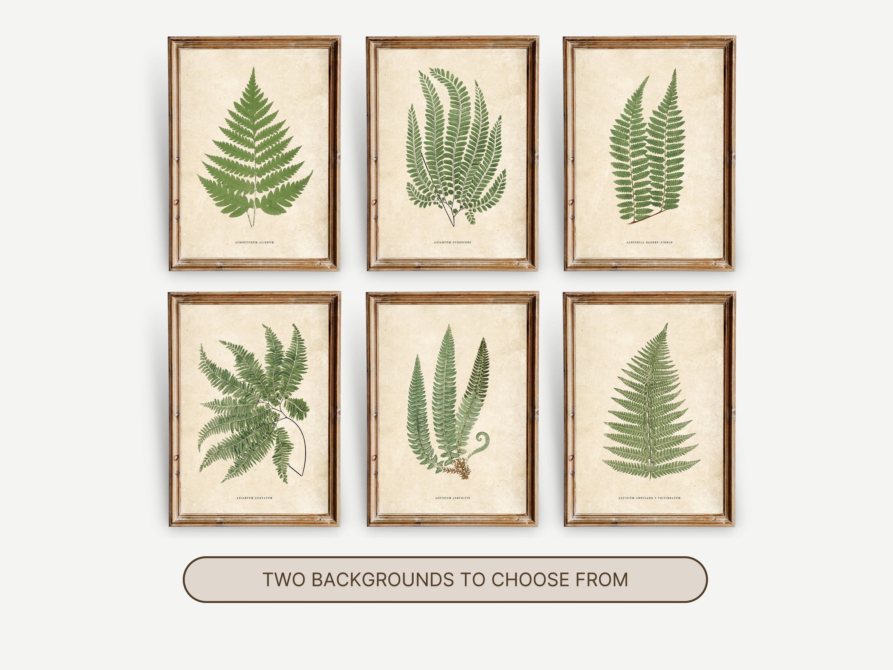 Vintage Farn Druck Set von 6 Vintage Botanische Wand Kunstdrucke Neutral Botanische Bauernhaus Galerie Wand Set Illustratives Kunstwerk 241062