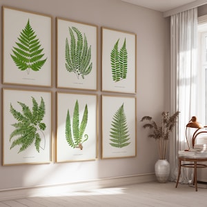 Vintage Fern Print Set of 6 Vintage Botanical Wall Art Prints Neutral ...