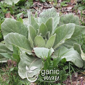 Organic Way Mullein Leaf Powder - European Wild-Harvest | Organic, Kosher, USDA Certified | Vegan, Non GMO, Gluten Free | Origin - Albania image 8