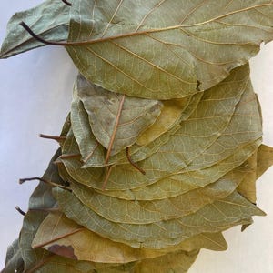 Organic Way Avocado Dried leaves Whole | Herbal Tea | European Wild-Harvest | USDA Certified - Non GMO & Gluten Free | Origin - Sri-Lanka image 7