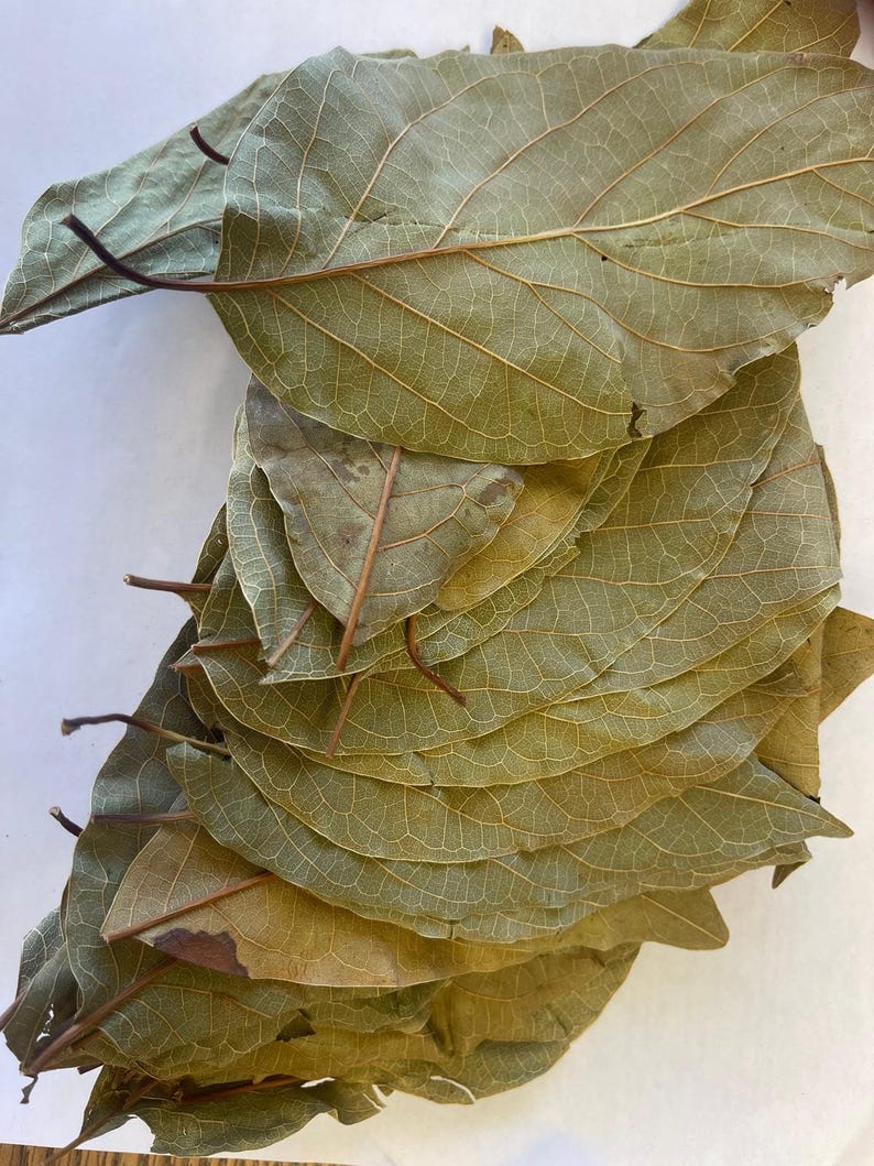 Organic Way Avocado Dried leaves Whole | Herbal Tea | European Wild-Harvest | USDA Certified - Non GMO & Gluten Free | Origin - Sri-Lanka image 7