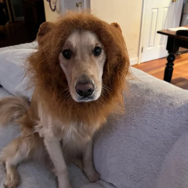 Dog Funny Lion Mane Wig Hat | Pets Clothes Cap Fancy Party Dogs Cosplay Costume | Big Dog Puppy Hat with Ears Accessories | Dog King Costume