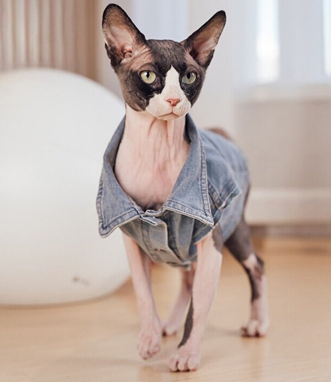Sphynx Cat Denim Jacket Autumn Outdoor Wear Sphynx Hairless Cat Clothes