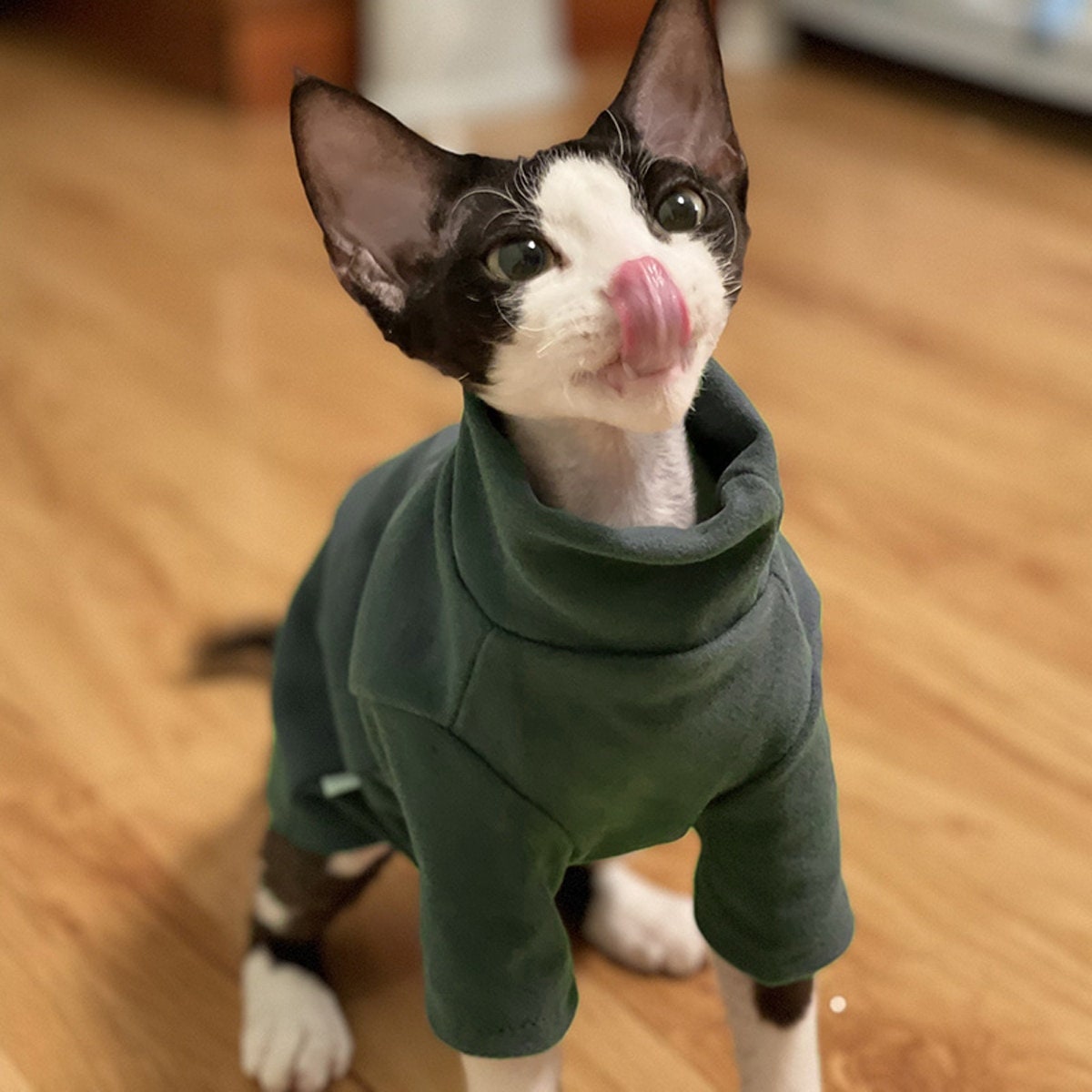 Chanel luxurious cat coat for Sphynx& Hairless Cat | Fashion winter jacket