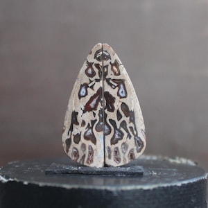 Petrified wood pair