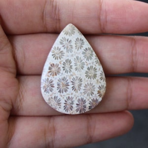 Fossil coral cabochon