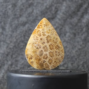 Fossil coral cabochon