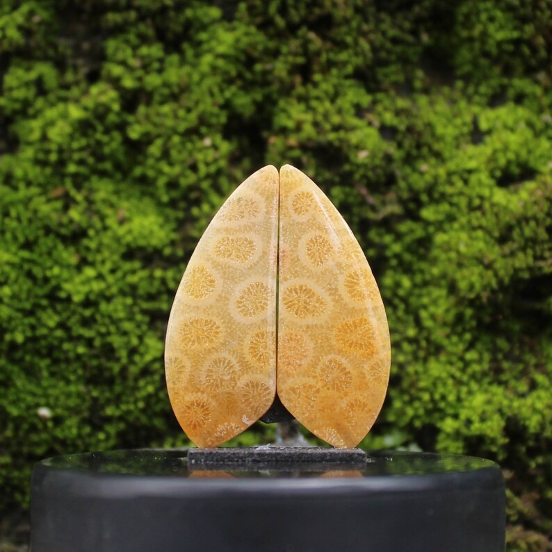 Fossil coral pair