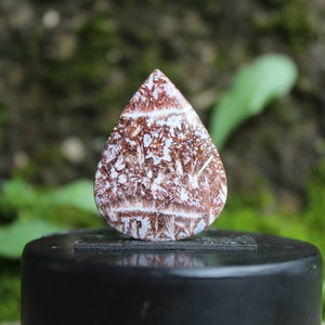 Palm root cabochon rare