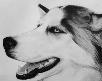 Custom Pet Pencil Drawing From Photo