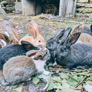 Les lapins (the rabbits) in France