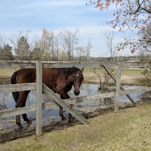 Lonely horse at wooden fence