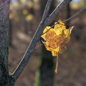 Snagged maple leaf