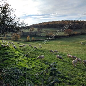 Grazing sheep in La Contie, France