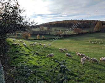 May include: A flock of sheep graze in a green field under a cloudy sky. The sheep are white and are spread out across the field. There are trees in the background and a stone wall.