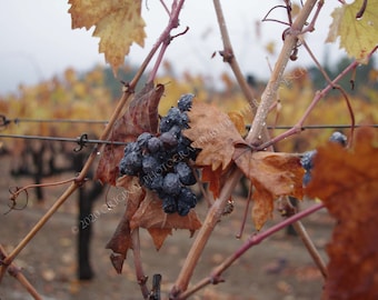 Sonoma Valley grapes