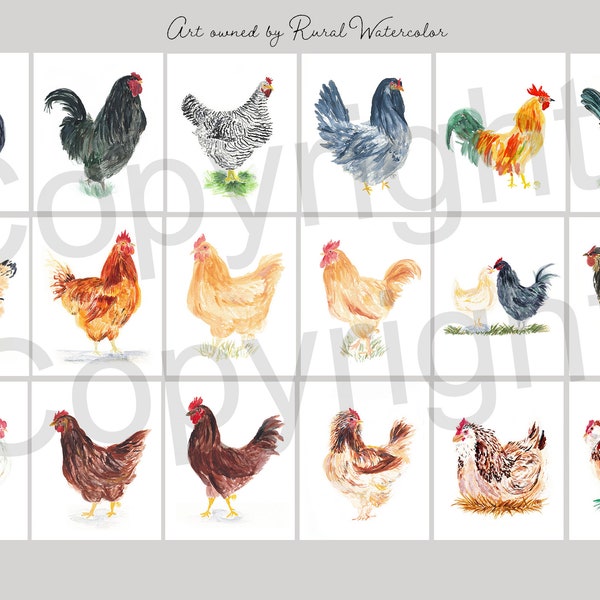 Digital Art 18 Original Watercolor Chickens  - Barred Rock, Australorp, Favorelles, Rhode Island Reds, Buff Orpingtons, Roosters & more